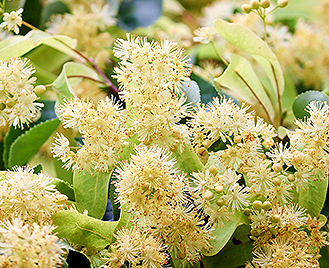 Destilát z lipového květu